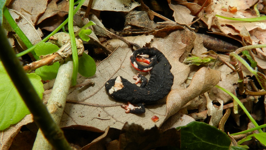 Salamandrine Molisane